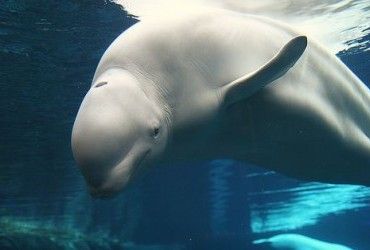 Кит-белуха, заплывший в Сену, погиб, несмотря на усилия спасателей