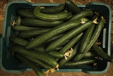 В Україні продовжують дорожчати імпортні огірки - експерти