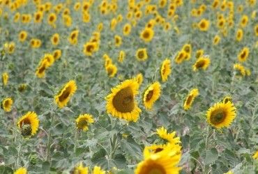 Вчені створили штучні соняшники, які обертаються за Сонцем і генерують енергію