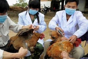 В Японії виявили спалах пташиного грипу, вже знищено 2 мільйони курей