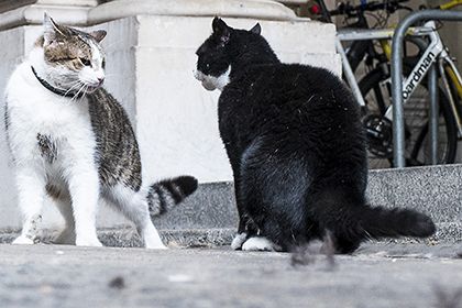 Ларри Vs Палмерстон летом 2016 года / Фото Rob Pinney / Zumapress / Globallookpress.com Ларри Vs Палмерстон летом 2016 года / Фото Rob Pinney / Zumapress / Globallookpress.com