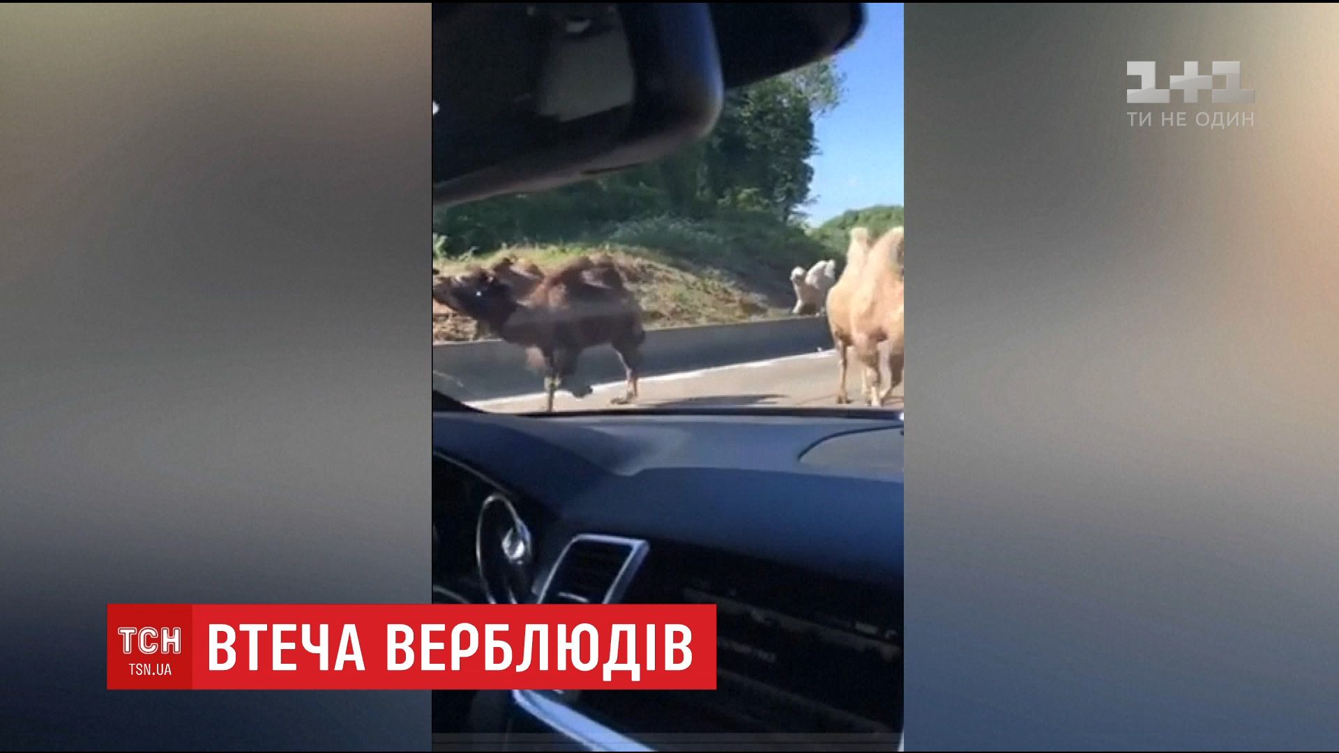 У Бельгії четверо верблюдів втекли з пересувного цирку / У Бельгії четверо верблюдів втекли з пересувного цирку /