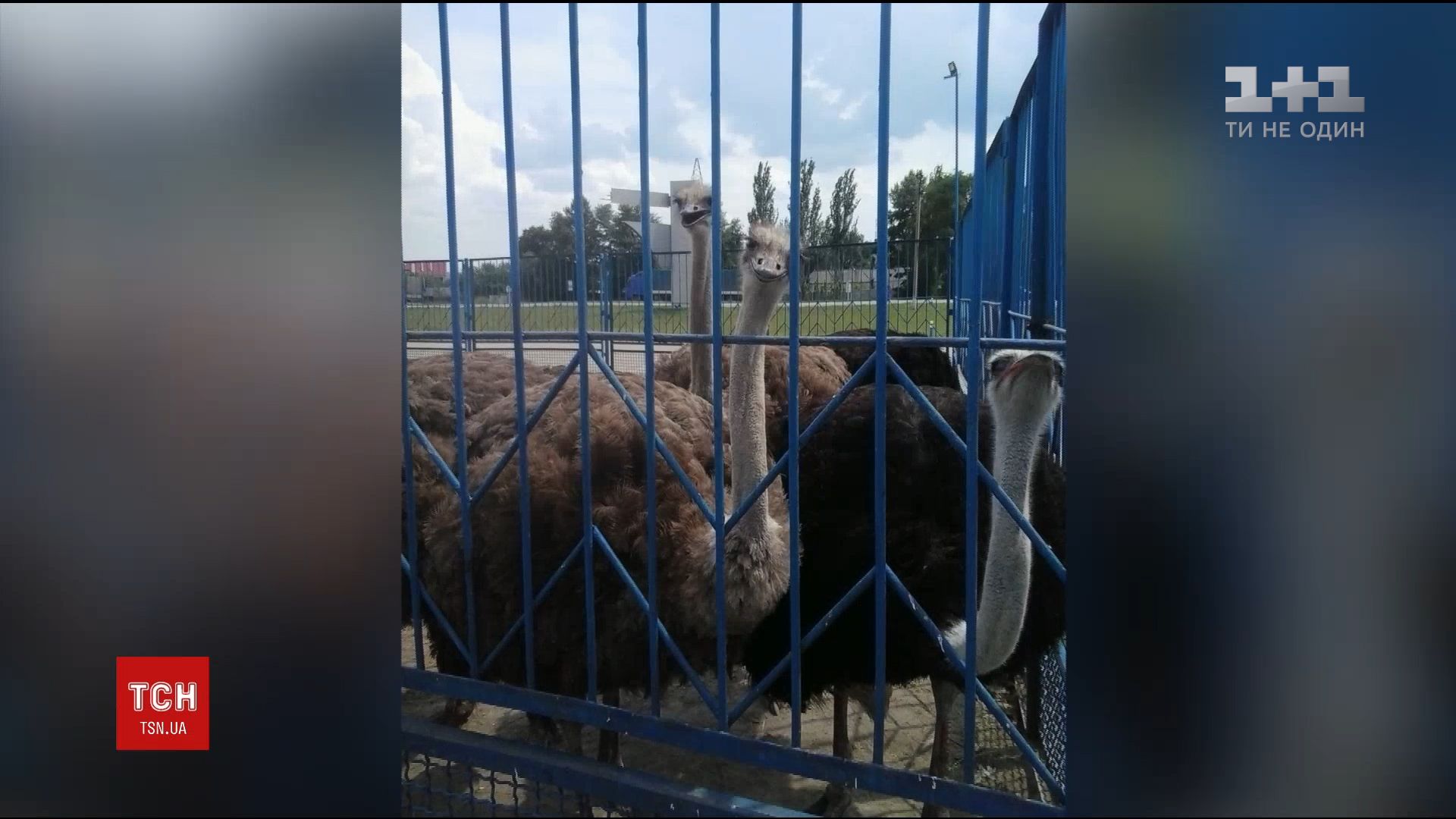 Птахи розгулювали шосе / скріншот Птахи розгулювали шосе / скріншот