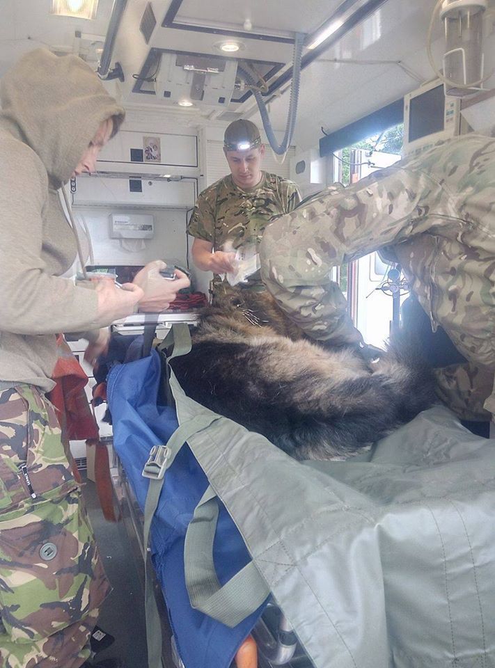 Собаку рятували кілька лікарів / фото: facebook.com/HottabychOrgUa Собаку рятували кілька лікарів / фото: facebook.com/HottabychOrgUa