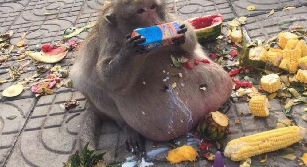 Жетілген әже қатал түрде үстемдік етеді