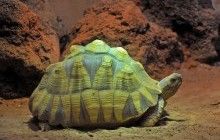 У тайванському аеропорту в багажі у пасажира виявили трьох рідкісних черепах