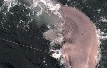 В Ирландии поймали крупную шестижаберную акулу