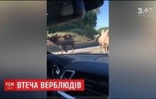 В Бельгии верблюды сбежали из передвижного цирка, изрядно напугав водителей (видео)