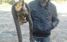 На Полтавщине обнаружили ужа-гиганта весом 35 килограммов (фото)