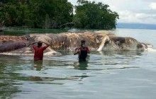 В Индонезии на берег выбросило 35-тонное морское существо (фото, видео)