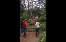 В Киеве снесли последний памятник Ленину (видео)