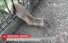 У Запоріжжі врятували косулю, яка застрягла у огорожі ДніпроГЕСу (відео)