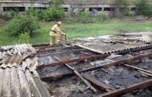 На Донеччині через обстріл бойовиків загинули понад 50 тварин (фото)