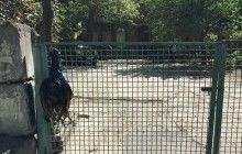 В центре Киева убили павлина и повесили его на забор (фото)