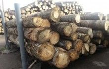 На Одещині група злочинців займалася вирубкою лісонасаджень
