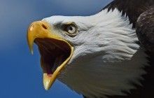 Зустріч членів НАТО у Брюсселі від ворожих безпілотників охоронятиме орел