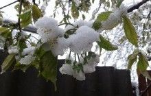 Весна садового армагеддона