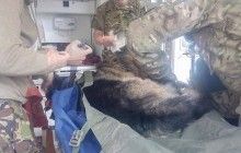 На Донбасі героїчний собака прикрив собою бійців під час обстрілу (фото)