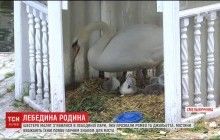 У пары Ромео и Джульетты на Лебедином озере в Каменец-Подольском появилось потомство (видео)