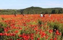 На Закарпатье начали уничтожать целое поле цветущих маков (фото)