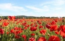 На Дніпропетровщині поліція виявила посів майже 13 тисяч рослин опійного маку