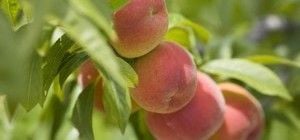 Як правильно обрізати персикове дерево для великого врожаю: садівники дали поради