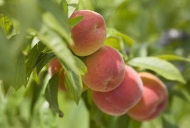 Коли обрізати персик: садівники дали поради, як зібрати великий урожай