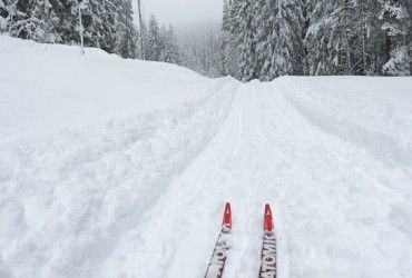 В Норвегии заметили уникального белоснежного олененка (фото)