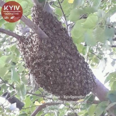 Орыс аналары мен ұлдарымен онлайн порно көру