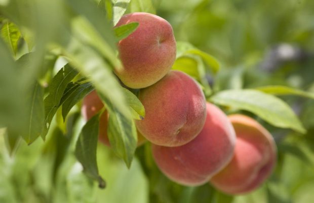 Коли обрізати персик: садівники дали поради, як зібрати великий урожай