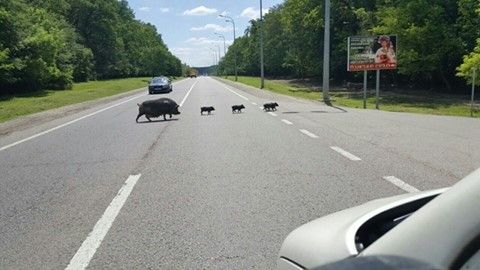 По Харкову гуляє сімейство диких кабанів / facebook.com/myharkov По Харкову гуляє сімейство диких кабанів / facebook.com/myharkov