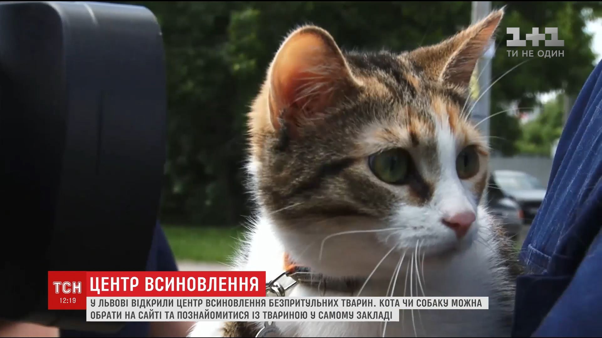 Потенциальных хозяев заспрошують до центра, где они смогут прогуляться с животными / скрнішот Потенциальных хозяев заспрошують до центра, где они смогут прогуляться с животными / скрнішот