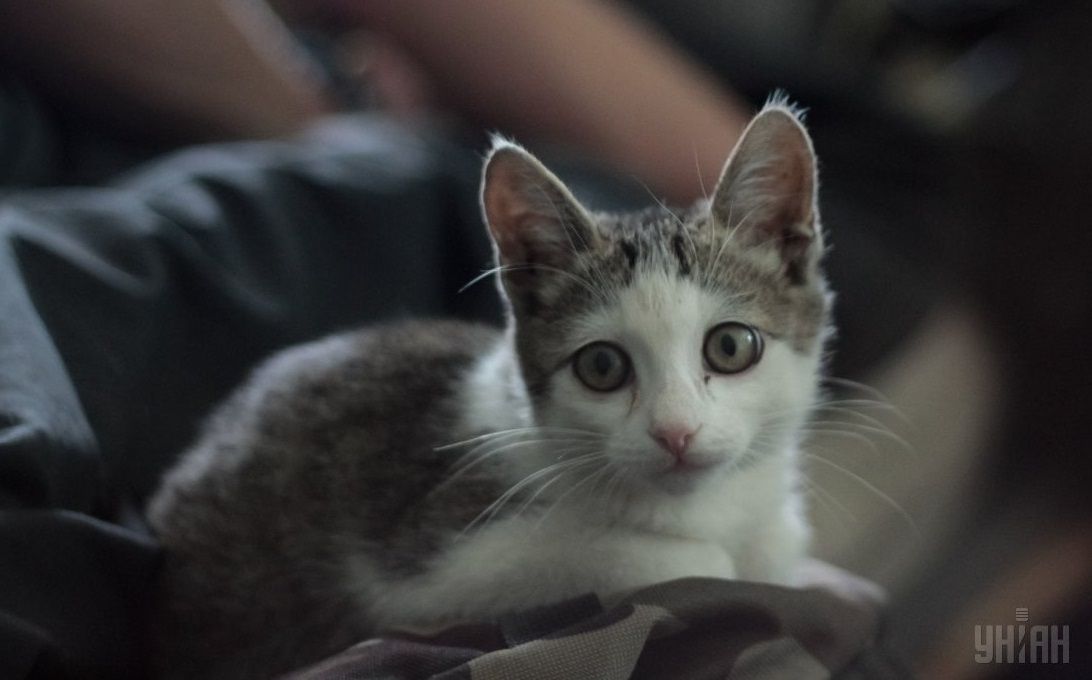 Котенок нуждается в помощи ветеринаров / фото УНИАН Котенок нуждается в помощи ветеринаров / фото УНИАН