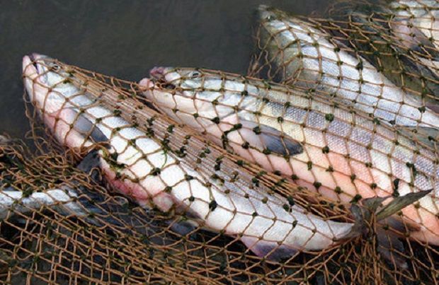 В Украине только за последний месяц было зафиксировано несколько случаев рыбного браконьерства / ternopil.te.ua