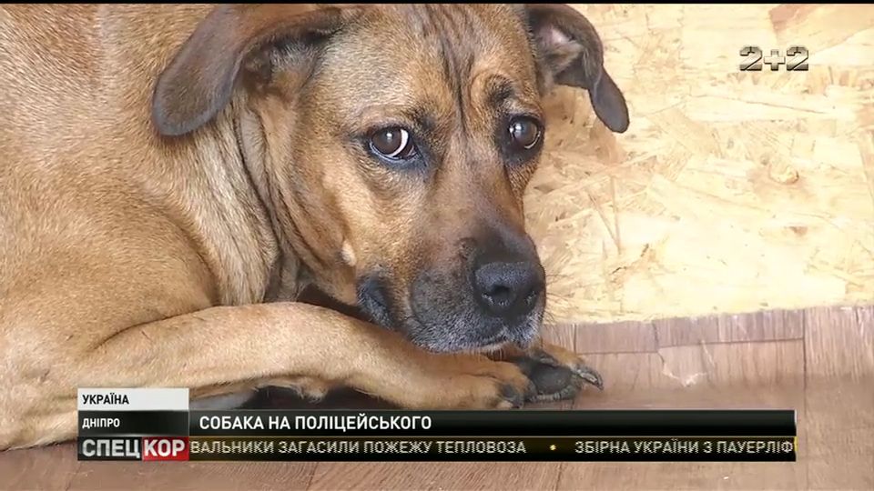 В Днепре пьяный мужчина спустил на копов бойцовскую собаку / В Днепре пьяный мужчина спустил на копов бойцовскую собаку /