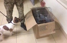 В аеропорту "Одеса" викрили командира авіалайнера, який займався контрабандою папуг