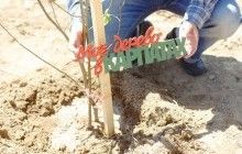 Перший етап завершено - понад 20 000 дерев в Карпатах висаджено!
