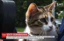 Во Львове запустили центр с "усыновления" бездомных животных
