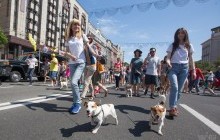 У Києві пройшов перший в Україні парад джек-рассел-тер'єрів (фоторепортаж)