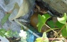В Киеве на Днепровской набережной в куче мусора нашли гранату (фото)