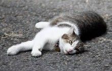Кота Ларри могут выселить из квартиры премьера Британии из-за Джонсона