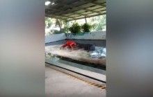 У Таїланді крокодил вкусив за голову дресирувальника (відео)