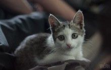 У харківському метро вибухотехніки виявили у підозрілій коробці кошеня