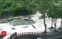 В південно-корейському зоопарку двоє слонів врятували з води маленького слоненя (відео)