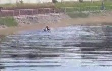Відсутність гарячої води в Кременчуці: лебідь Гриша побив чергового бажаючого "прийняти душ" у місцевому ставку (відео)