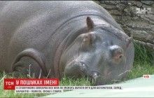 Памела, Фіона чи Глорія: у столичному зоопарку обирають ім'я для маленької бегемотихи (відео)
