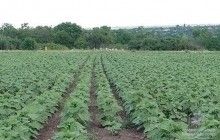 На Дніпропетровщині поліцейські знайшли майже 400 кущів коноплі на соняшниковому полі (фото)