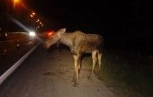 Под Киевом после столкновения с автомобилем умер лось
