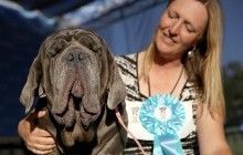 В Калифорнии выбрали самую некрасивую собаку года (фото)