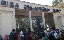 В Египте горел старейший в стране зоопарк Гизы